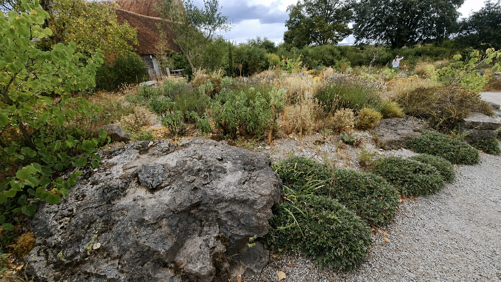Silver drought-tolerant foliage — a hallmark of the Delos planting palette